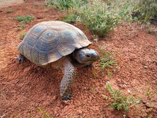 Obraz premium tortoise in desert