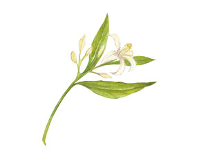 Watercolor illustration of avocado flowers and leaves, isolated