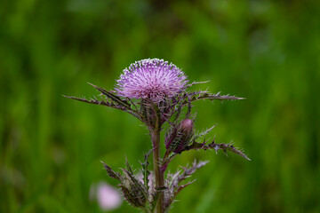 Close up of purple thistle flower and bud at Lacassin National Wildlife Refuge in Louisiana, United States