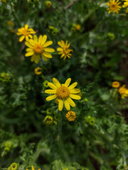 yellow flowers in the garden