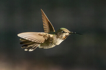 Beautiful Immature Male Anna's Hummingbird In Flight.