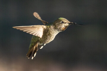 Beautiful Immature Male Anna's Hummingbird In Flight.