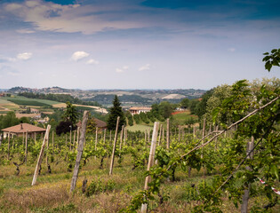 Fototapeta na wymiar beautiful vineyards in Costigliole d'Asti, in the Piedmontese Langhe on a spring day in 2023