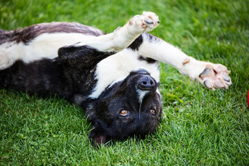 Beautiful black and white akita mutt dog. Mixed and cross-breed.