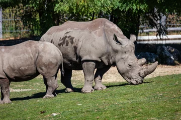 Foto op Plexiglas White rhinoceros. Mammal and mammals. Land world and fauna. Wildlife and zoology. © Jozsef