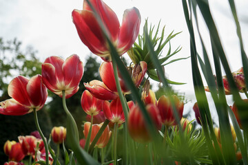 Les belles tulipes en printemps  
