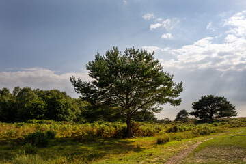 Fototapeta na wymiar Pinus sylvestris or Scots pine tree in Ashdown forest on a nice summer afternoon, East Sussex, South East England