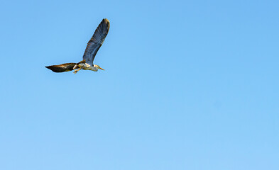A grey heron soaring in the sky