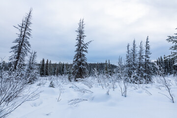 Stunning white wonderland covered boreal forest with spruce, pine trees in winter with snowy snow cover over whole landscape. Frosty trees with white, cloudy sky.	