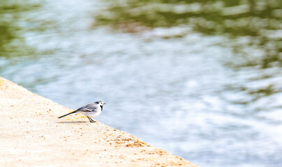 A little wagtail bird by the river