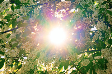 Obraz premium Sunlight in the branches of a tree