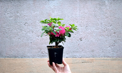 pink azalea flower in hand, close-up