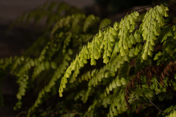 nature flower green outdoor garden backyard 