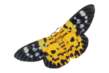 Dysphania militaris moth moth on clipping path.