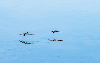 Two mallard ducks hovering over the water