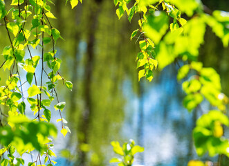 Young green birch leaves in early summer