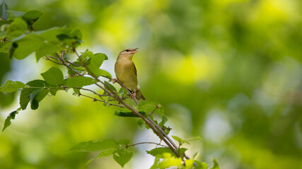 worm-eating warbler on branch