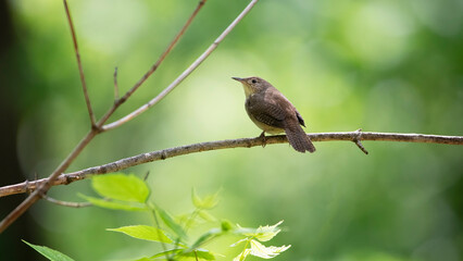 wren on branch