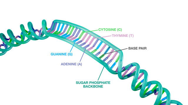 DNA molecule, colorful dna helix, partly unwind with labels: nucleotide adenine, thymine, cytosine, guanine, backbone and base pair. 3d illustration