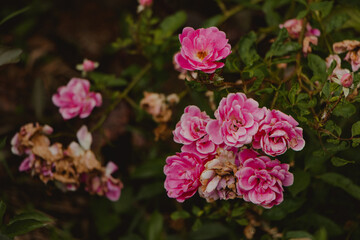 bouquet of roses in the garden