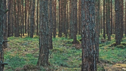 Morning at Young Forest With Straight Rows of Trees
