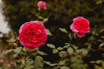 closeup rose flowers