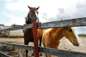 Two horse close up on farm ranch background. Two horses embracing in friendship. Cloudy weather. Reiki therapy