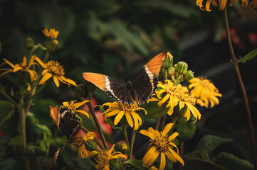 Egzotyczne motyle o pięknych kolorach i unikalnych wzorach, uwiecznione w różnych ujęciach. Ich delikatne skrzydła i eleganckie ruchy tworzą widowiskową i fascynującą wizję natury. 