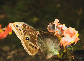 Egzotyczne motyle o pięknych kolorach i unikalnych wzorach, uwiecznione w różnych ujęciach. Ich delikatne skrzydła i eleganckie ruchy tworzą widowiskową i fascynującą wizję natury.  - obrazy, fototapety, plakaty