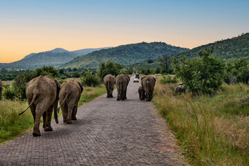 Naklejka na ściany i meble African Safari Elephants 