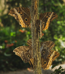 Egzotyczne motyle o pięknych kolorach i unikalnych wzorach, uwiecznione w różnych ujęciach. Ich delikatne skrzydła i eleganckie ruchy tworzą widowiskową i fascynującą wizję natury. 