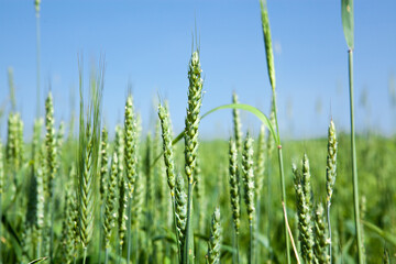 Ears of green wheat, close-up, against the blue sky. Rich harvest idea, harvest time concept.