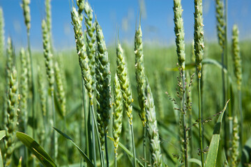 Ears of green wheat, close-up, against the blue sky. Rich harvest idea, harvest time concept.