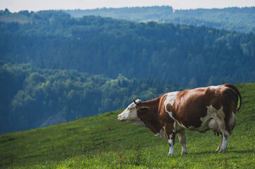 Fototapeta na wymiar A brown and white cow peacefully grazing in a lush green field under a clear sky