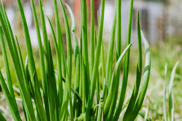 Green onion, garlic growing in the garden. Edible plant, nature, cultivation, close-up photography.