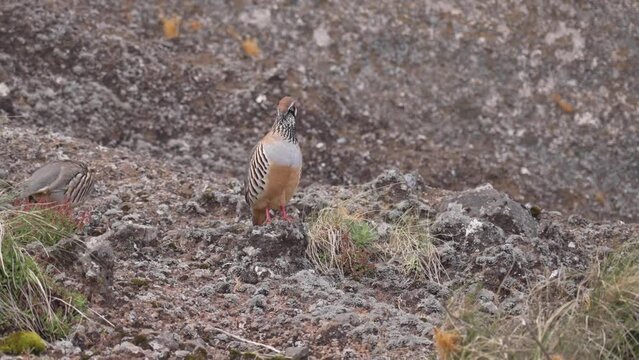 Red-legged Partridge (Alectoris rufa) on a slope in Madeira, windy and misty weather