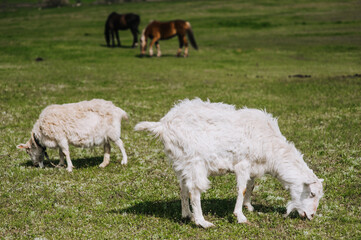 White, curly goats graze in the meadow, field, pasture eating green grass on the farm. Animal photography, close-up portrait, herbivore.