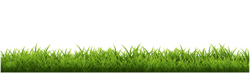 Fototapeta premium green grass