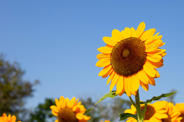 Naklejka premium Sunflower field with blue sky. Beautiful summer landscape.