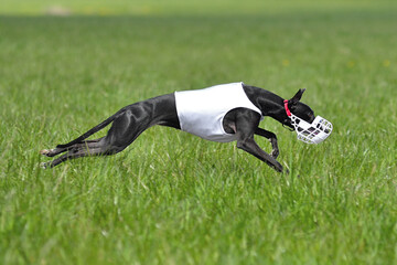 Whippet dog in lure coursing competition