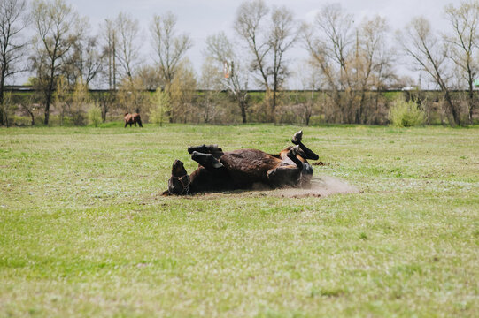 A beautiful brown young horse lies on its back, spinning in a meadow, having fun in nature, smearing itself on feces. Photo of an animal in the countryside, portrait of a pet.