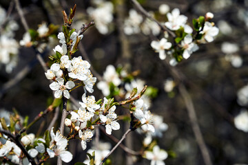 Blooming white flowers of a fruit bush in spring