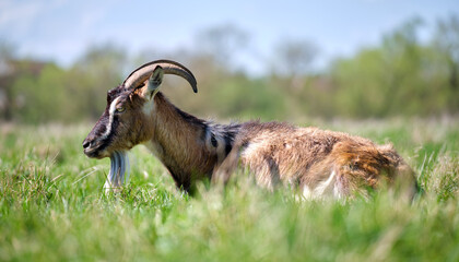 Domestic milk goat with long beard and horns resting on green pasture grass on summer day. Feeding of cattle on farm grassland
