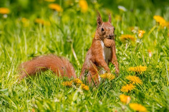 A brown squirrel looks around in the grass.