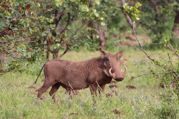 Desert warthog in Africa watched during a driving tour in an offroad car in a natural environment