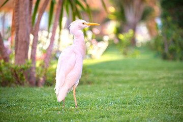 White cattle egret wild bird, also known as Bubulcus ibis walking on green lawn in summer
