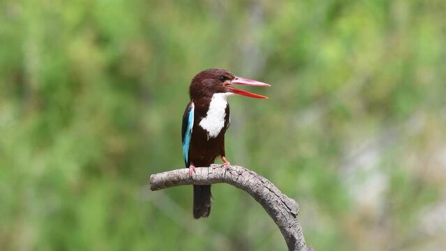 White throated Kingfisher  on branch and hunting photography and video shooting