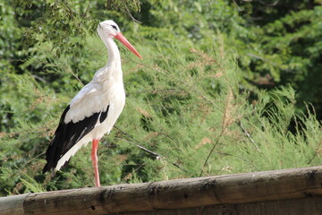 Cigüeña - Animales 01