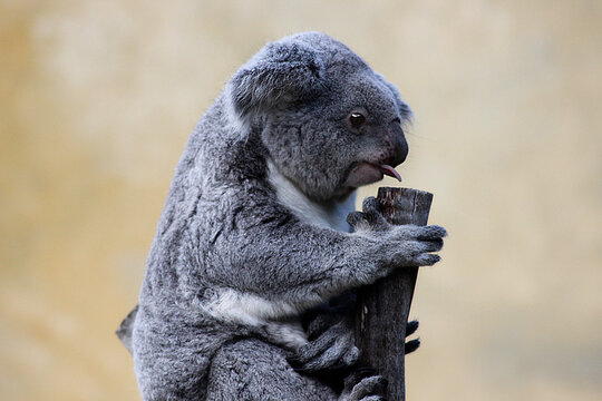 Koala - Animales 03