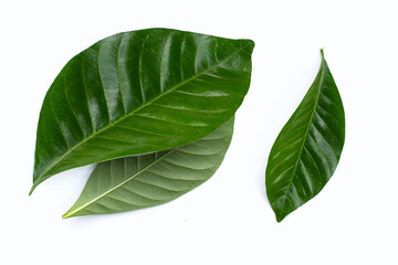 Green leaves of cape jasmine or garden gardenia, gerdenia flower